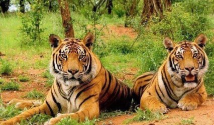 1N:2D Sariska Wildlife Safari