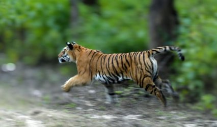 2N:3D Kanha National Park – Fixed Departure