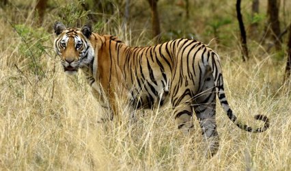 2N:3D Pench National Park – Fixed Departure