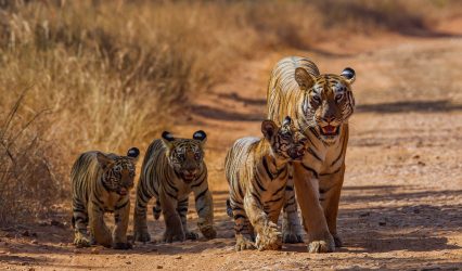 Cover -tadoba