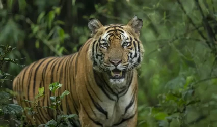 Kanha-Bandhavgarh