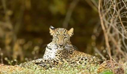 Leopard-at-Tadoba