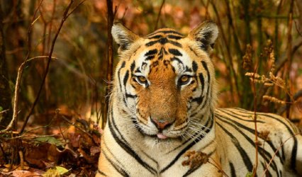 Tiger-Ranthambore (1)