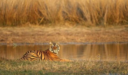sariska